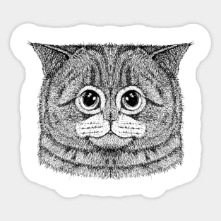 Cat 5 Sticker